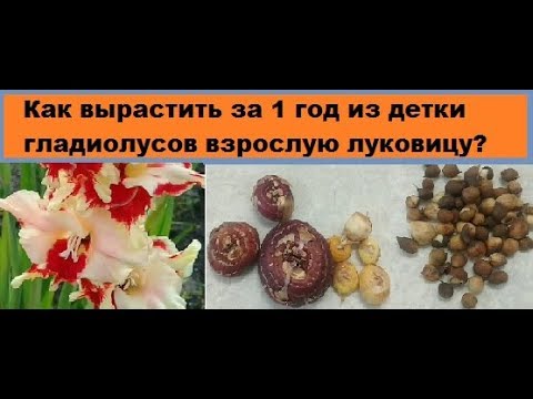 Видео: Как за один год я выращиваю из детки гладиолусов взрослую луковицу?