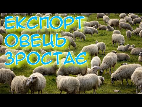 Видео: Як розвивати бізнес з утримання овець розповідає Ольга КОЗАК