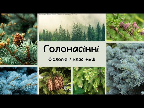 Видео: Біологія 7 клас НУШ  Голонасінні