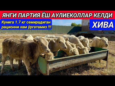 Видео: ЯНГИ ПАРТИЯ АУЛИЕКОЛЛАР КЕЛДИ ХИВА ВЕТЕРИНАР ОҒАМИЗДАН ЯНГИЛИК 24-октября 2024 г.