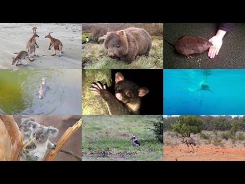 Видео: Австралийские животные для детей на английском языке с видео