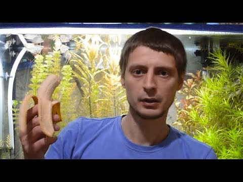 Видео: Чем кормить мальков. Часть 1 - Живая пыль.