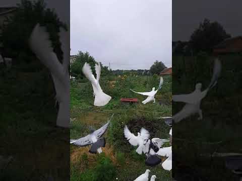 Видео: Ленинаканские голуби и такла 🕊🇦🇲🇦🇲🕊