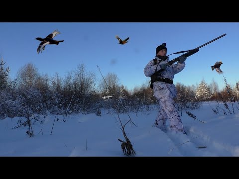 Видео: Охота на тетерева на лунках зимой 2024. УДАЧНО НАРВАЛСЯ!