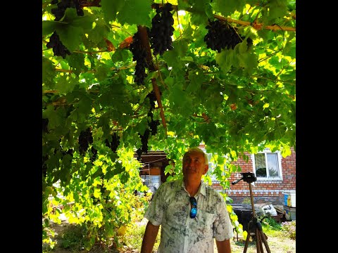 Видео: #71-1 В гостях у Димы Ткаченко. Новые г/ф винограда, от которых мы в шоке второй раз за сезон.