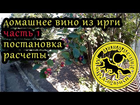 Видео: домашнее вино из ирги  ч1 альтэрнативные вина