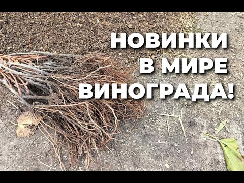 Видео: Попробуйте новые сорта винограда!