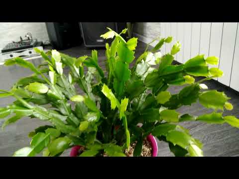 Видео: Шлюмбергера (Декабрист)