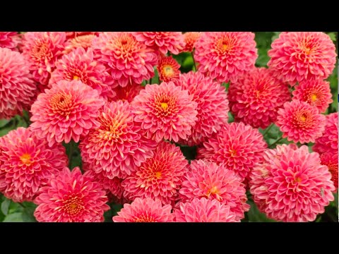 Видео: СОРТА ХРИЗАНТЕМЫ  ОТ МОМЕНТА БУТОНИЗАЦИИ ДО ПОЛНОГО РОСПУСКА.