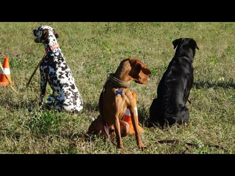 Видео: ДТ - 431. Группа молодых собак - атлетов в поле. Работа на дистанции.