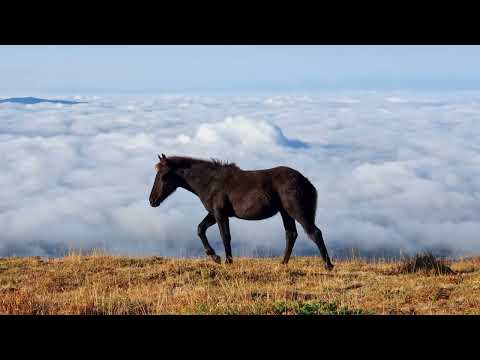 Видео: Ком-Емине - Себеоткриване