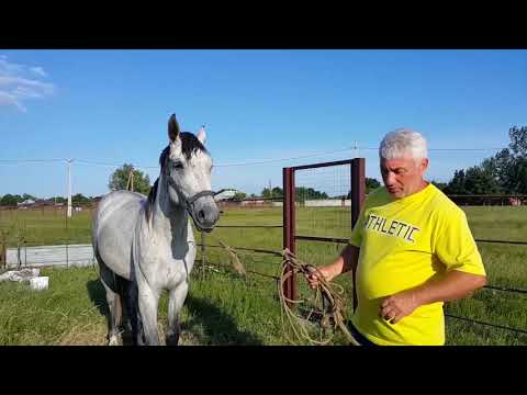 Видео: Терский жеребец на продажу. Бурбон (Бумбараш - Блесна) 2015 г.р.