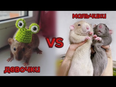 Видео: Кто же более ручной? Крысы девочки или мальчики? 🐀