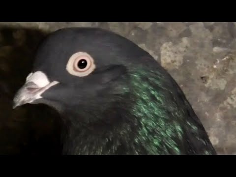 Видео: Мои николаевские голуби 🕊️ (чорненькі)