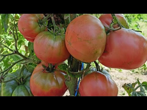 Видео: Томатные Гномы на 3 августа в открытом грунте