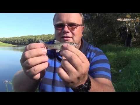 Видео: Вкуснятина - жаренный пескарь на природе