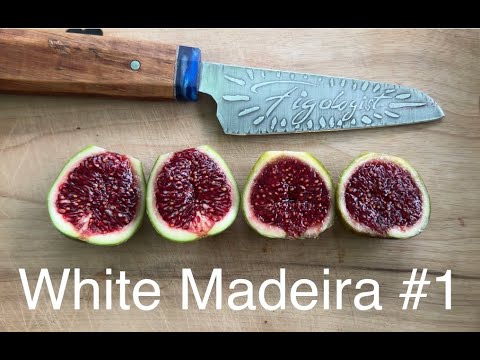 Видео: В последний момент – основная культура – ​​белая мадера