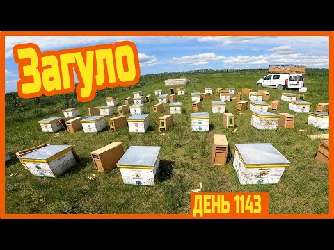 Видео: Высаживаю пчелопакеты в ежевичном саду. Высаживаю пчелопакеты у фермера. —день 1143.