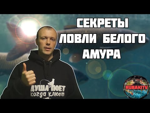 Видео: Кто еще не знает, как ловить БЕЛОГО АМУРА? Эти советы рыбаков вам помогут!