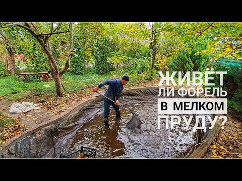 Видео: Будет ли жить форель в мелком декоративном пруду?