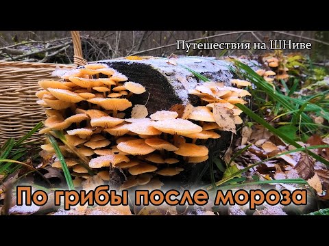 Видео: Свежемороженые грибочки в холодном лесу. 3 декабря Ступинский район.