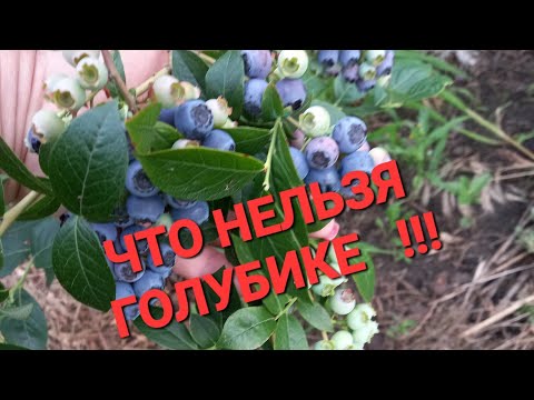 Видео: Что нельзя голубике? Ухаживаем разумно.
