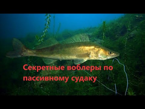 Видео: Воблеры на пассивного судака. Секретные воблеры :)