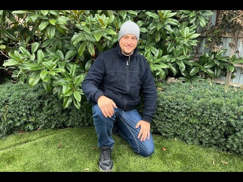 Видео: Как выбрать самую выносливую магнолию грандифлора