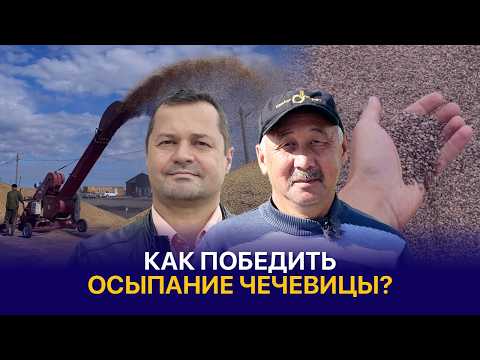 Видео: Чечевицу убрали без потерь, а масличные дают хороший урожай — Кызылжар МТС