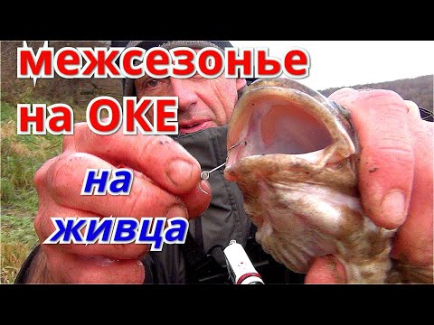 Видео: Рыбалка на ЖИВЦА в ноябре 2020.  ДОНКИ на ОКЕ.