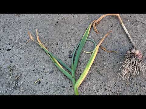 Видео: Що робити щоб часник ріс великий і не гнив