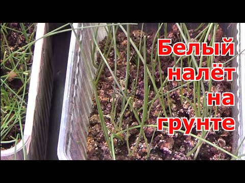 Видео: Белый налет на почве с рассадой. Как отличить высолы на почве от плесени. Причины и как бороться.