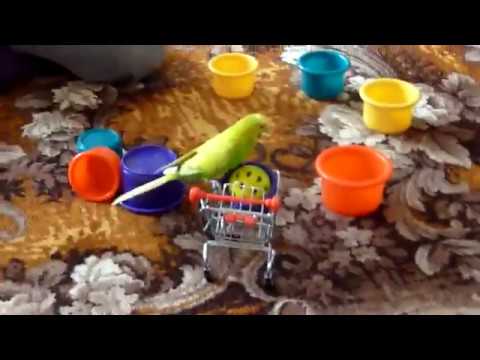 Видео: Веселый волнистый попугай играет//ИГРУШКИ для ПОПУГАЯ//Смешной волнистик//зеленый попугайчик TV