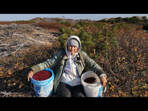 Видео: Ягодный рай на горельнике