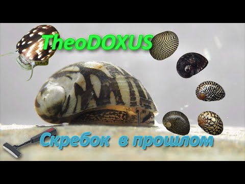 Видео: 🐌 Теодоксусы, радость глаз и польза