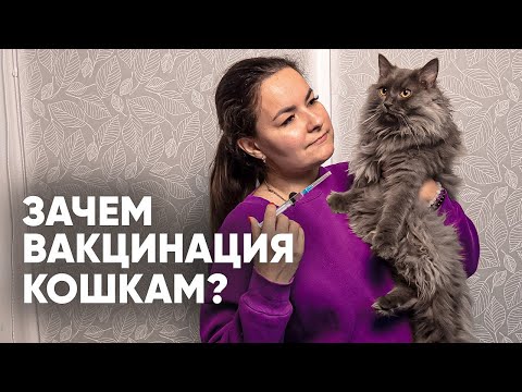 Видео: Для чего нужна ВАКЦИНАЦИЯ кошкам? Кошачий приют Лис.