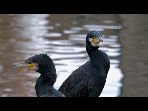 Видео: В КРАСНОЯРСКОМ КРАЕ РАЗРЕШИЛИ ОХОТУ НА БАКЛАНОВ