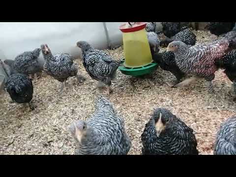 Видео: Дополнение к ролику содержания цыплят в теплице зимой.