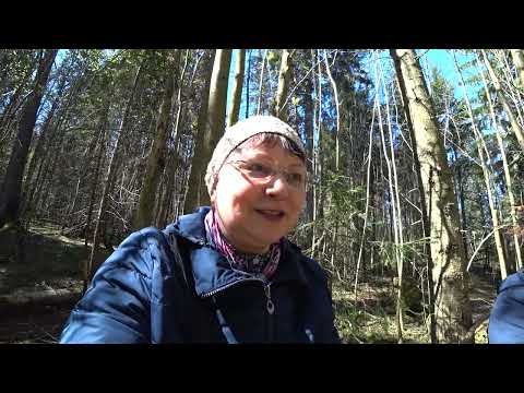 Видео: Собираем крапиву, щавель, сныть. Нашли в лесу деньги! 19 мая 2024 в лес.