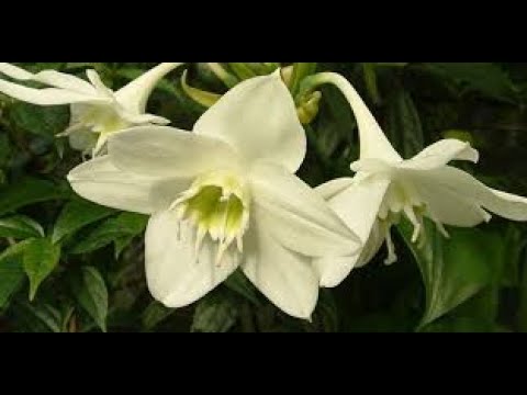 Видео: Как заставить цвести эухарис.( Eucharis grandiflora).