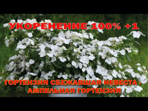 Видео: Укорениение 100% + 1. Гортензия "Сбежавшая невеста".