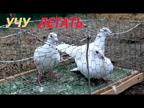 Видео: Суппер почтовые голуби!