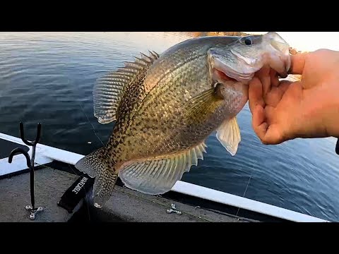 Видео: Ловля краппи с помощью Eargle