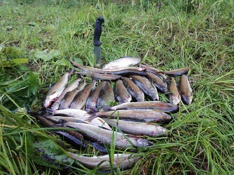 Видео: КОСИМ ХАРИУСА! ВСТРЕТИЛИ БЛОГЕРОВ. УБИЛИ МОТОВЕСЛО! ЖИВЁМ НА ТАЁЖНОЙ РЕКЕ. (Часть 2).