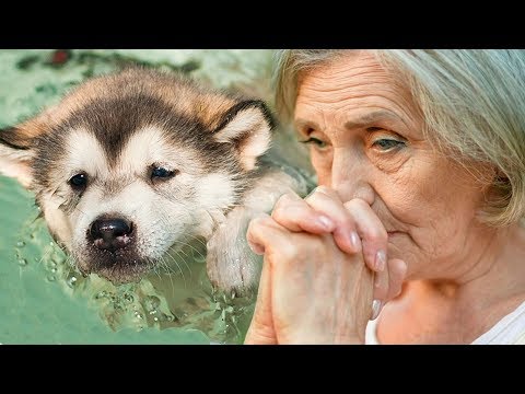 Видео: Волчонок барахтался в воде и не мог выбраться. Бабуля поспешила на помощь, а потом случилось