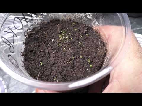 Видео: Посев камнеломки на рассаду, первые всходы.