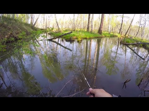 Видео: ПРИКЛЮЧЕНИЯ НА ЛЕСНОЙ РЕЧКЕ! Рыбалка которую ждали! ЩУКА НА ВОБЛЕРЫ И ДЖИГ
