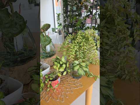 Видео: Часть моих вариегатных хой 🍀☘️🌿 мелколистные сорта ☺️#flowers #hoyaplant #hoyaplants #orchid