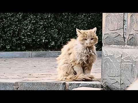 Видео: Бездомный кот знает, что он нежеланен, и молча сидит у окна, глядя на недоступное тепло.