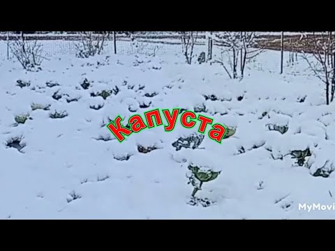 Видео: Капуста под снегом! Козы съели пол ведра вкусняшки.